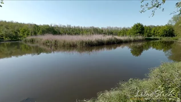 Отсосал и дала в жопу в лесу